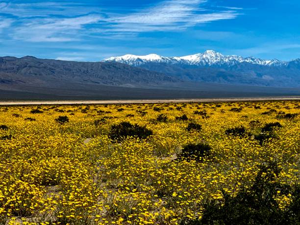 istock Death Valley Wild Flowers 2159366142