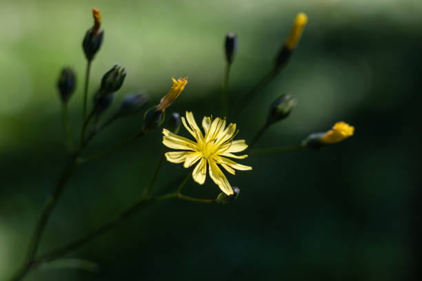 istock Lapsana communis, Common Nipplewort Flowers 2159366456