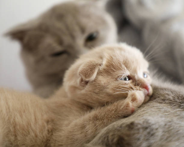 istock Cuddly moment between Wilson and his mom Leila 2159367823