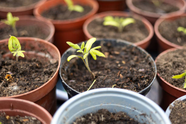 istock Growing tomato seedlings in different plastic reusable pots. Planting vegetables. Growing food near home. Planting and gardening concept. 2159368715