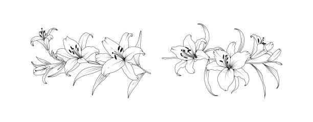 istock Lily flower arrangement line art on white background. Silhouette lilies botanical hand drawn element for wedding, invitation frame design, vector illustration. 2159369391