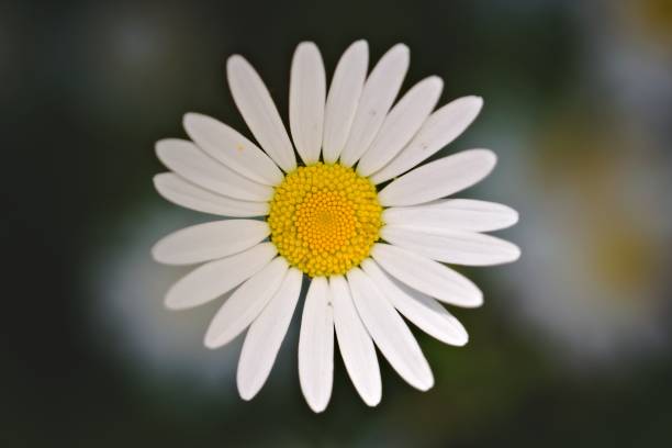 Daisy flower, extreme close up with soft background.