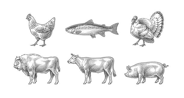 illustrations, cliparts, dessins animés et icônes de buffle, saumon sauvage, poisson, dinde, poulet, cochon, taureau, vache. - dindon