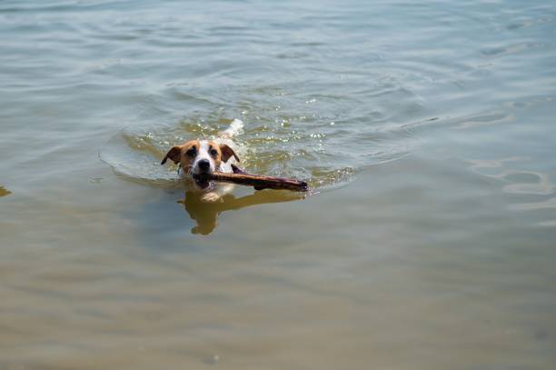 The dog swims with a stick in its mouth. Jack Russell Terrer executes the apport command