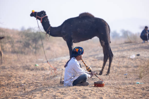 Pushkar, Rajasthan, India - November 2023: Portrait of  a young snake charmer male holding cobra snake with colorful turban at fair ground during pushkar camel fair.