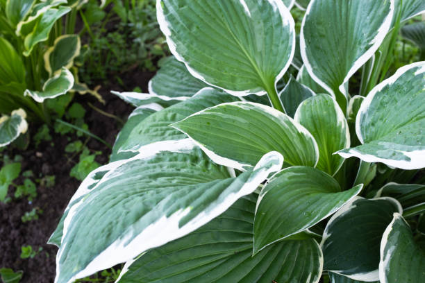 Background from variegated hosta leaves, close-up. Plantain lily bush for publication, poster, screensaver, wallpaper, postcard, banner, cover, post. High quality photo