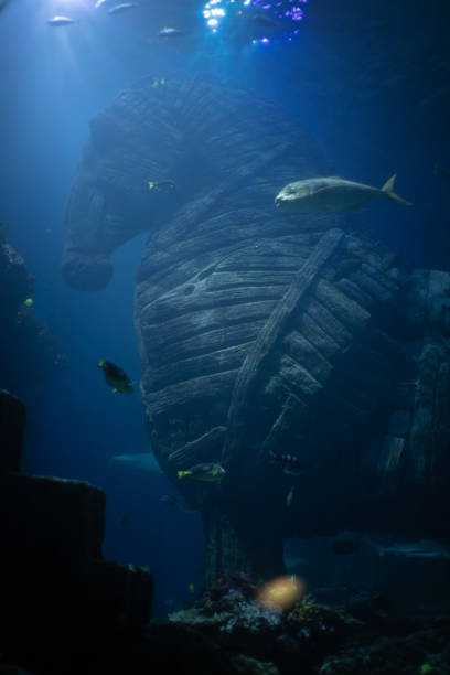istock Trojan horse in aquarium in Munich, Germany 2159377003