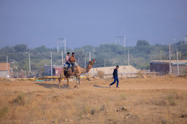 Pushkar, Rajasthan, India - November 20Q23: Portrait of an young Indian rajasthani male in traditional ethnic dress carrying camels at Pushkar Camel Fair ground during day light.