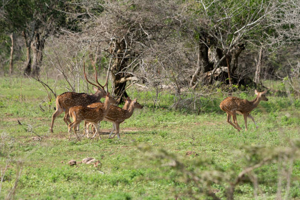 istock A group of deers in a forest 2159378864