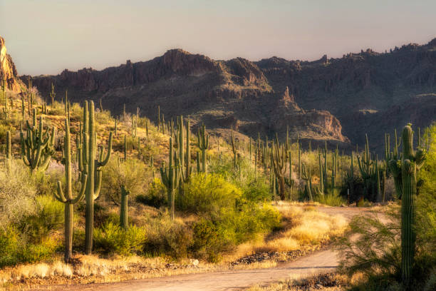 istock Spring time in the Sonorn Desert 2159379104
