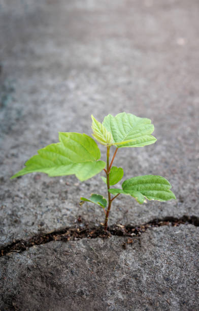 istock A tree sprout makes its way through a crack in concrete. Challenge in Life or Business Concept. Economic Crisis Symbol. 2159379145