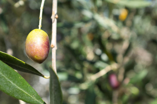 istock One olive ripening on the branch olive-tree, close-up. Olive background for publication, design, poster, calendar, post, screensaver, wallpaper, banner, cover. High quality photo 2159379530