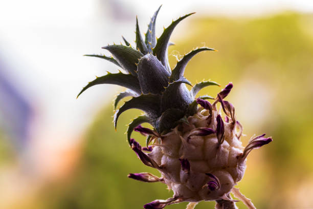 A visually appealing close-up of tropical fruits, featuring a pineapple and grapes, showcasing the natural beauty of Mallorca, Spain, and its vibrant produce. Perfect for food and travel concepts.