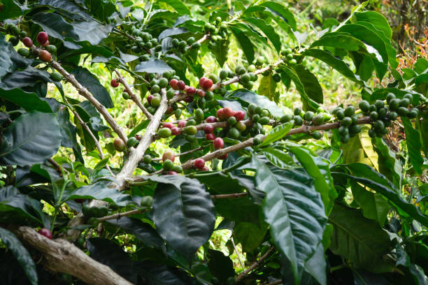 istock A tree with green leaves and red berries coffee beans 2159381615