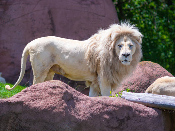 white lion in the zoo White lion looking down from rock in zoo white lion in the zoo stock pictures, royalty-free photos & images