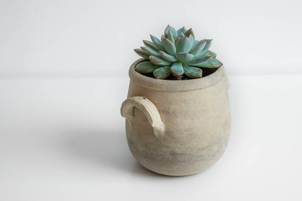 istock Echeveria succulent plant in a ceramic pot 2159384186