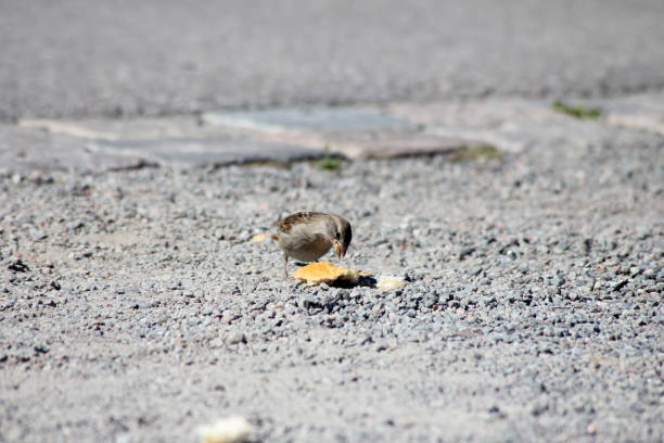 A little house sparrow eating a chunk of bread