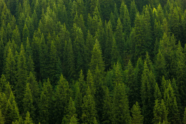 istock A green pine forest at cloudy rainy weather full-frame closeup background 2159384724