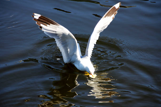 A seagull catching some bread in the water with it’s big wings ready to take off