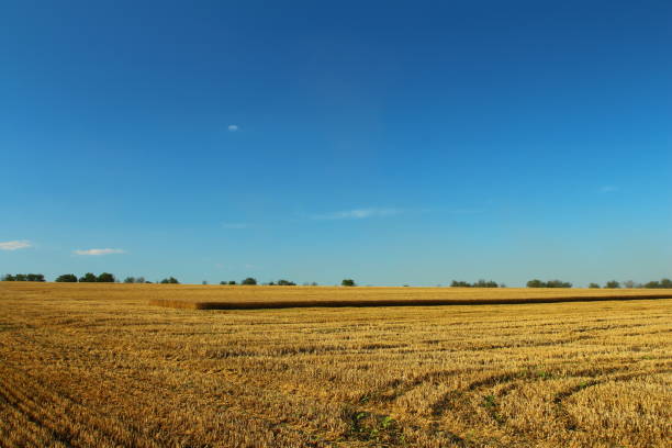 A serene agricultural field displayed during the golden hour under a strikingly clear blue sky with a few white clouds. The horizon is lined with trees, providing a peaceful rural scene that captures the essence of nature's calmness. This photograph exudes tranquility and illustrates the beauty of Denmark's countryside.
