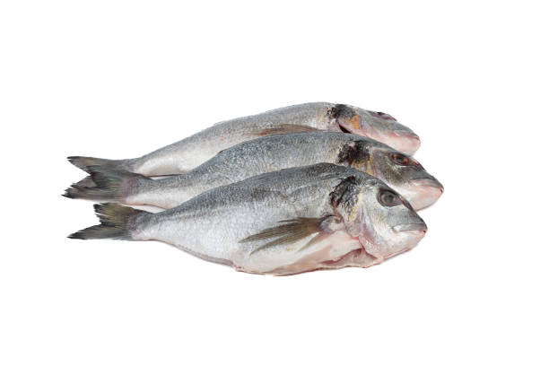 istock Three scaled and grated dorado fish on white background. 2159387464