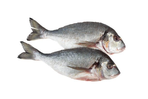 istock Two scaled dorado fish on white background. 2159387483