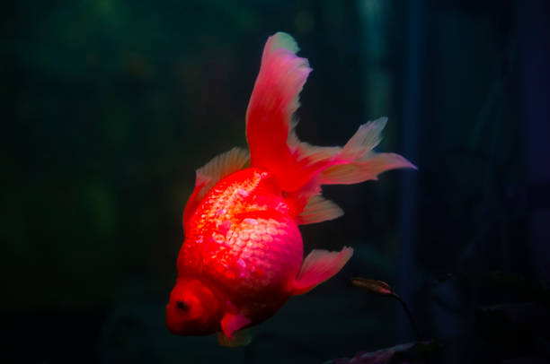 Goldfish in fish tank, artificial aquatic environment, captivity and desolation