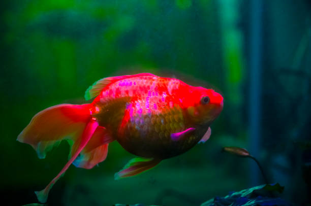 Goldfish in fish tank, artificial aquatic environment, captivity and desolation