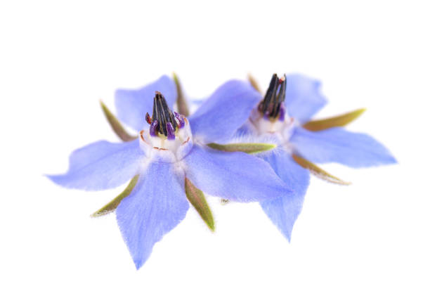 istock Borage flowers isolated on white background. Borago officinalis bush. Clipping path. 2159389521