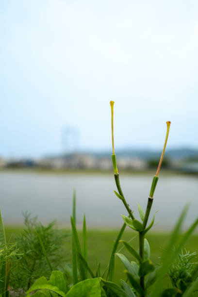 Stem of tiger lily blooming along the river