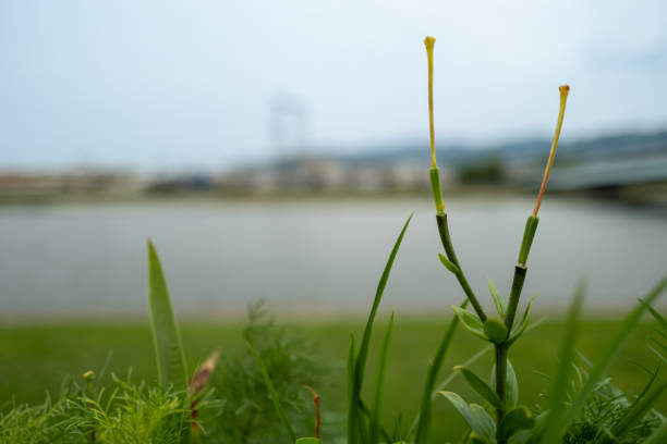 Stem of tiger lily blooming along the river