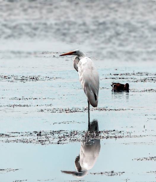 istock The gray heron stands on one leg on the lake shore 2159389893