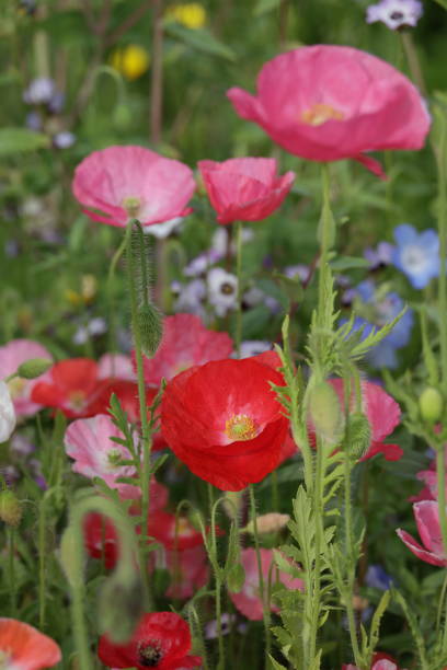 istock Poppy Mix in British Columbia, Canada 2159389958