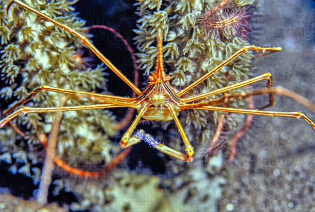 Stenorhynchus seticornis, the yellowline arrow crab or simply arrow crab, is a species of marine crab.