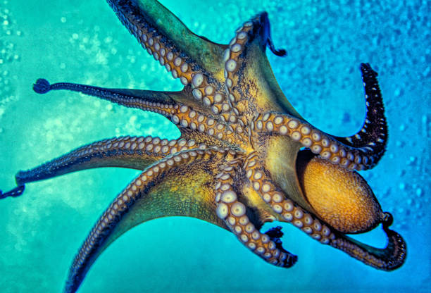 istock Octopus in open water  of Carribean sea 2159392418