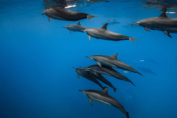 Dolphins swims underwater in blue sea. Dolphins pod in ocean