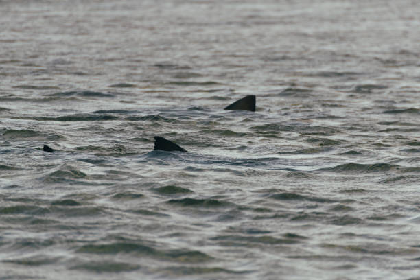 istock Shark fins on the water surface 2159393736