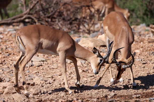 istock two fighting male impala antelopes 2159393968