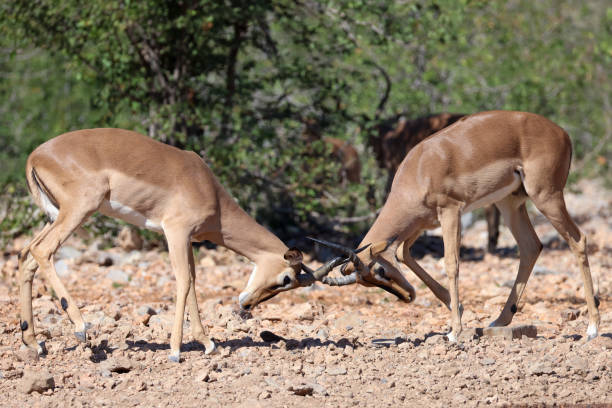 istock two fighting male impala antelopes 2159393970