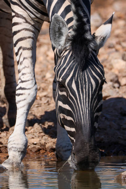 istock a zebra drinks from a waterhole in Etosha NP, Namibia 2159393989