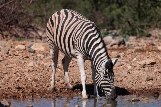 a zebra drinks from a waterhole in Etosha NP, Namibia