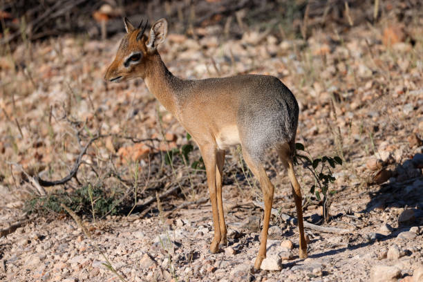 an aggressive dikdik antelope ready for a fight