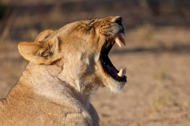 istock side-view of a yawning lioness 2159394143