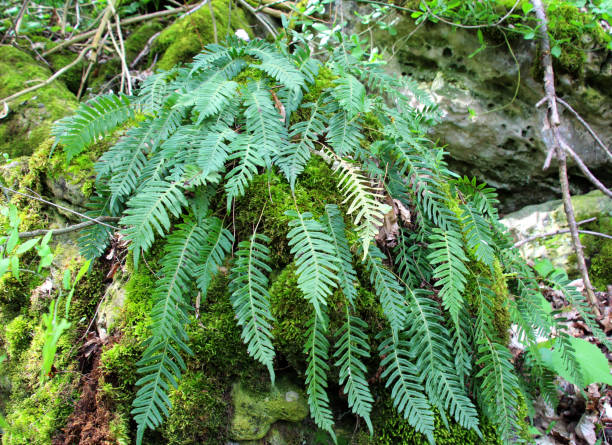 istock Fern Polypodium vulgare grows on a rock in the woods 2159394314