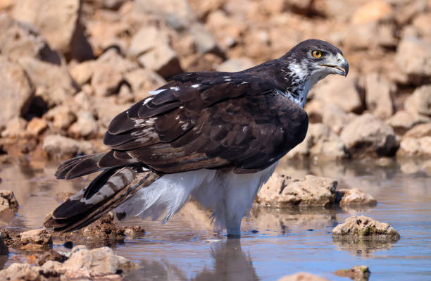 istock martial eagle stands in a waterhole in Etosha Nationalpark 2159394325