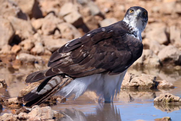 istock martial eagle stands in a waterhole in Etosha Nationalpark 2159394331