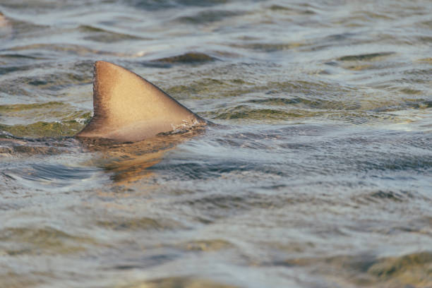 istock Shark fins on the water surface 2159394443