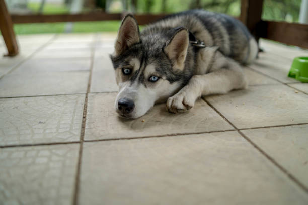 istock Siberian Husky portrait dog with blue eyes 2159394978