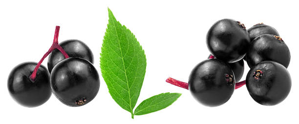 istock Small branches of fresh black elderberry fruit with green leaves isolated on a white background. Healing berries of Sambucus. European elderberry. 2159395235