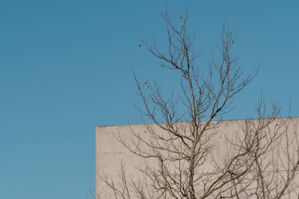 istock Minimalist partial view of a bare tree in front of a concrete wall and clear blue sky 2159395332